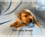 Small #9 Labrador Retriever