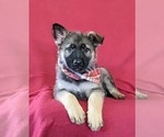Small Photo #6 German Shepherd Dog Puppy For Sale in NEW PROVIDENCE, PA, USA