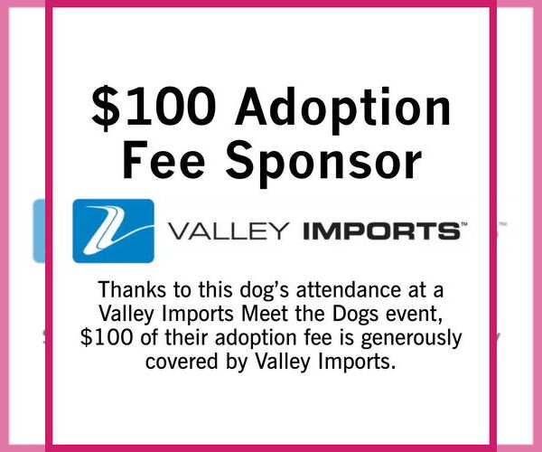 Medium Photo #5 Mutt Puppy For Sale in Fargo, ND, USA