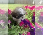 Small Photo #5 Shih Tzu Puppy For Sale in FORT WORTH, TX, USA