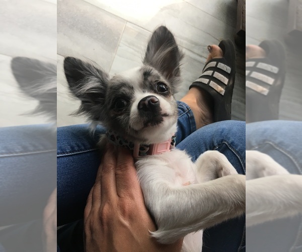 Medium Photo #1 Chihuahua Puppy For Sale in SAN ANTONIO, TX, USA