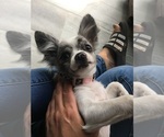 Small Photo #1 Chihuahua Puppy For Sale in SAN ANTONIO, TX, USA