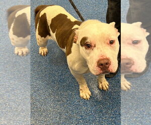 Mutt Dogs for adoption in Tarboro, NC, USA