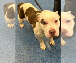 26-422 Tank - Male Mutt Dog for Adoption - Small photo
