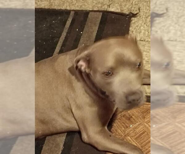 Medium Photo #3 Staffordshire Bull Terrier Puppy For Sale in San Antonio, TX, USA