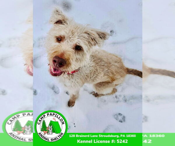 Medium Photo #2 Mutt Puppy For Sale in Stroudsburg, PA, USA