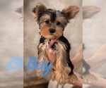 Small #6 Yorkshire Terrier