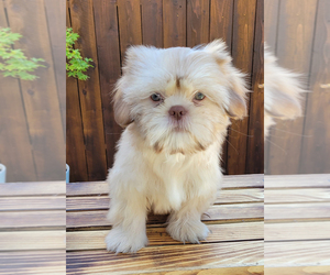 Shih Tzu Puppy for sale in OAKLEY, CA, USA