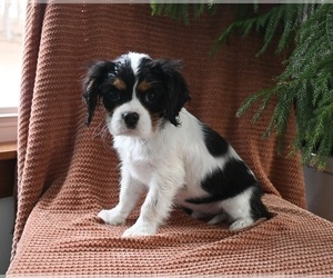 Cavalier King Charles Spaniel Puppy for sale in MILLERSBURG, OH, USA