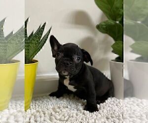 French Bulldog Puppy for sale in JOHNS ISLAND, SC, USA
