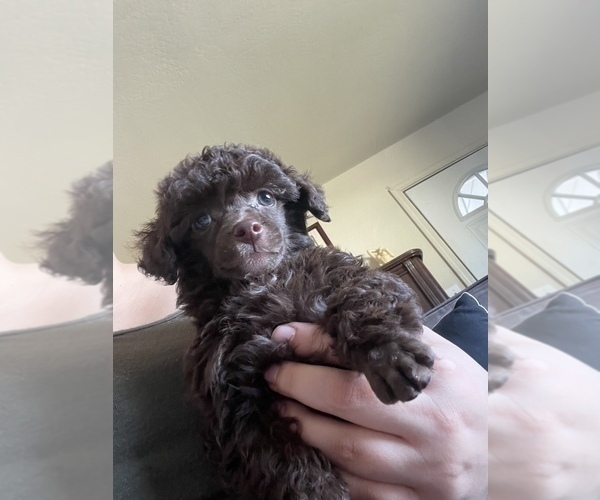 Medium Photo #18 Poodle (Toy) Puppy For Sale in HAYWARD, CA, USA
