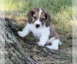 Dachshund Puppy for Sale in NILES, Michigan USA
