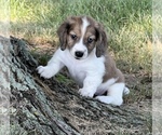 Small Dachshund