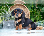 Small #3 Dachshund