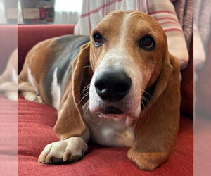 Basset Hound Dogs for adoption in Deepwater, NJ, USA