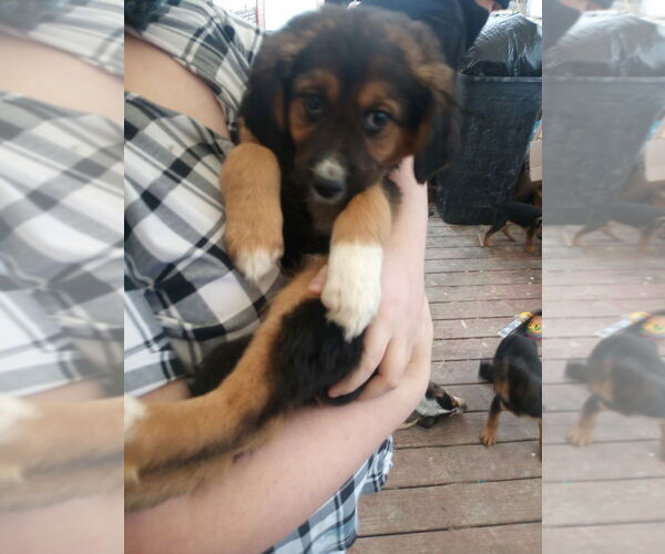 Medium Photo #3 German Shepherd Dog-Unknown Mix Puppy For Sale in Aurora, IN, USA