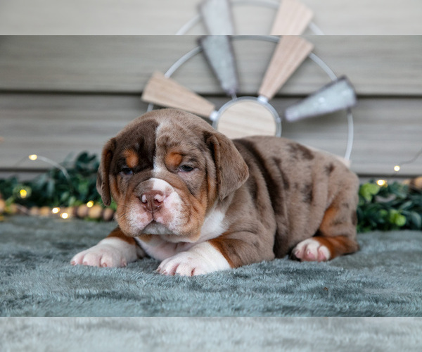 Medium Photo #3 Beabull Puppy For Sale in MILLERSBURG, OH, USA
