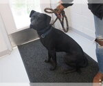 ZUCCHINI - Male American Pit Bull Terrier-Labrador Retriever Mix Dog for Adoption - Small photo