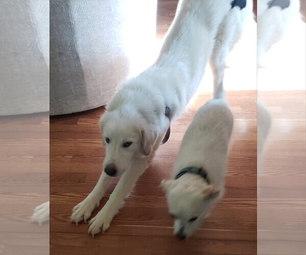 Medium Photo #4 Great Pyrenees Puppy For Sale in Dallas, TX, USA
