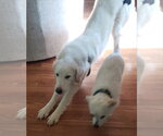 Small #3 Great Pyrenees