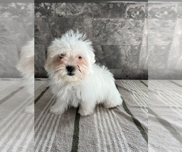 Medium Photo #3 Zuchon Puppy For Sale in BOWLING GREEN, KY, USA