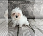 Small Photo #3 Zuchon Puppy For Sale in BOWLING GREEN, KY, USA