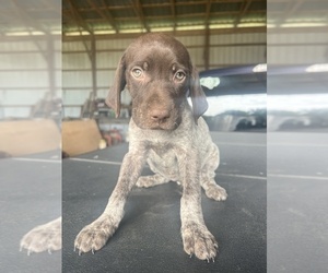 German Shorthaired Pointer Puppy for sale in WARSAW, NC, USA
