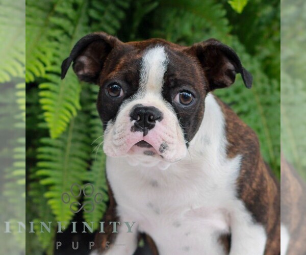 Medium Photo #2 Boston Terrier Puppy For Sale in MYERSTOWN, PA, USA