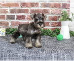 Small Photo #6 Schnauzer (Miniature) Puppy For Sale in SYRACUSE, IN, USA
