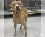 Small #3 Carolina Dog Mix