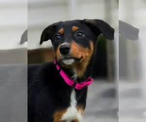 Doberman Pinscher-Unknown Mix Dogs for adoption in Buffalo, MN, USA