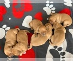 Small Photo #5 Golden Retriever Puppy For Sale in MANTECA, CA, USA