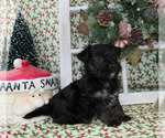 Small Photo #22 YorkiePoo Puppy For Sale in CHANUTE, KS, USA