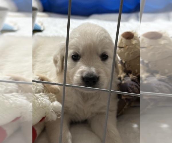Medium Photo #7 English Cream Golden Retriever Puppy For Sale in BYRON, GA, USA