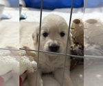 Small #6 English Cream Golden Retriever