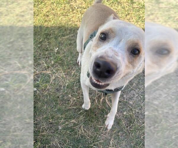 Medium Photo #2 Labrador Retriever-Unknown Mix Puppy For Sale in San Antonio, TX, USA
