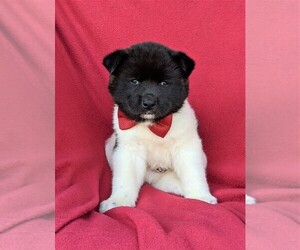 Akita Puppy for sale in AIRVILLE, PA, USA