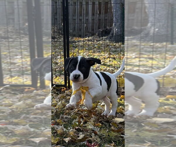 Medium Photo #4 Mutt Puppy For Sale in Springdale, PA, USA