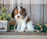 Small #2 Cocker Spaniel