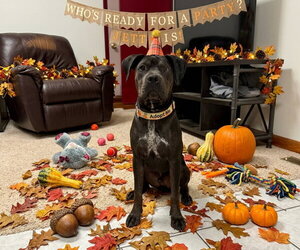 Boxer-Unknown Mix Dogs for adoption in Macon, MO, USA