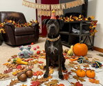 Jett - Female Boxer-Unknown Mix Dog for Adoption - Small photo