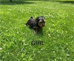 Small #3 Yorkshire Terrier