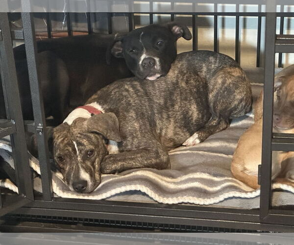 Medium Photo #2 Mountain Cur-Unknown Mix Puppy For Sale in Polson, MT, USA