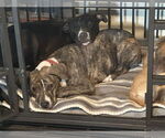 Small #1 Mountain Cur Mix