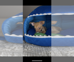 Small #3 Chihuahua