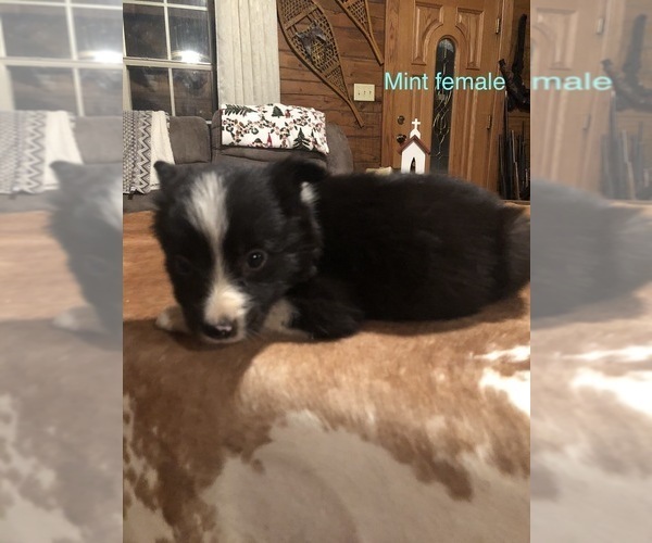 Medium Photo #5 Border Collie Puppy For Sale in BOWLING GREEN, KY, USA