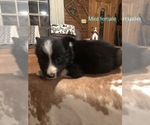 Small Photo #5 Border Collie Puppy For Sale in BOWLING GREEN, KY, USA