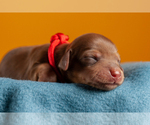 Small Photo #2 Dachshund Puppy For Sale in CROWLEY, TX, USA