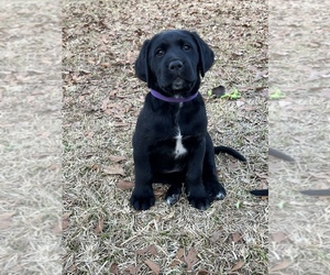 Dalmatian-Labrador Retriever Mix Puppy for sale in DUBLIN, GA, USA