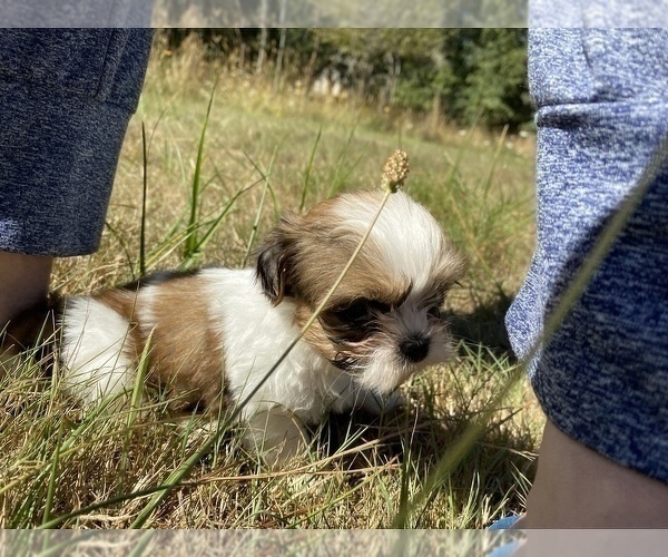 Medium Photo #34 Shih Tzu Puppy For Sale in VENETA, OR, USA